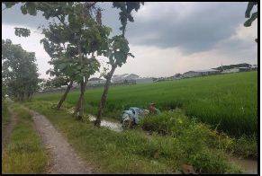  Lelang Aset Jombang Di Mojoagung Di Tanah Kel Gambiran  2