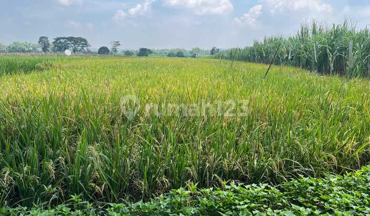 1021.249 Lelang Aset Jombang Di Kudu Di Tanah Raya Gledek Ploso