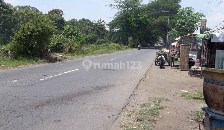 Kaset Elang Jombang Di Peterongan Di Kepuhkembeng  1