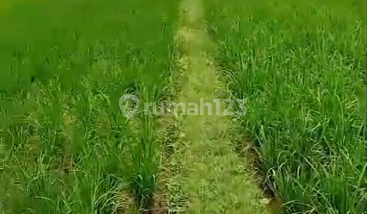 Quick Sale! Vacant Land, Freehold Title, 8000 sqm, Near Main Road, Jonggol Cikarang Quick Sale! Vacant Land, Freehold Title, 8000 sqm, Near Main Road, Jonggol Cikarang