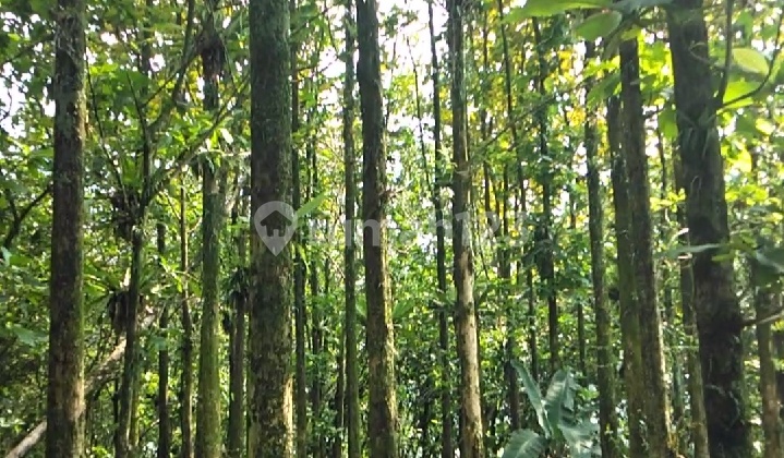 TANAH SIAP BANGUN VILLA ATAU TANAMAN BUAH BESERTA KEBON JATI pamijahan bogor TANAH SIAP BANGUN VILLA ATAU TANAMAN BUAH BESERTA KEBON JATI pamijahan bogor
