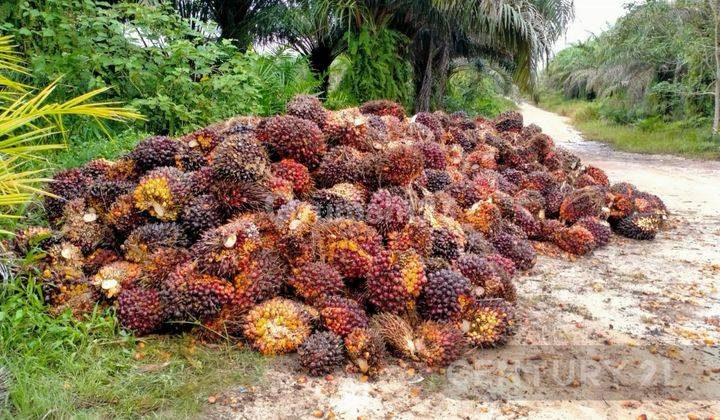 Perkebunan Kelapa Sawit Di Pontianak 2