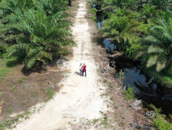 Perkebunan Kelapa Sawit Di Pontianak 1