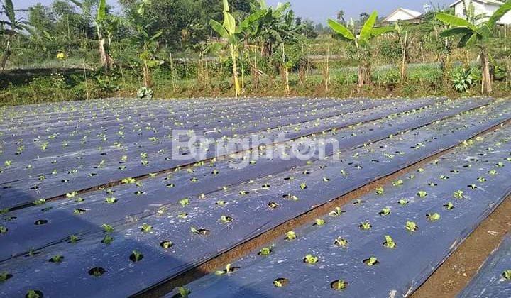 TANAH PERKEBUNAN SAYUR DAN BUNGA CIPANAS BOGOR 1