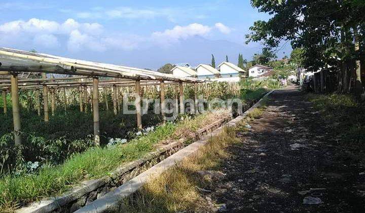 TANAH PERKEBUNAN SAYUR DAN BUNGA CIPANAS BOGOR 2