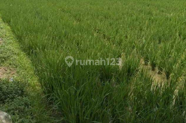 Dijual Sawah Produktif Murah Dibawah Njop 40rb m² Karawang