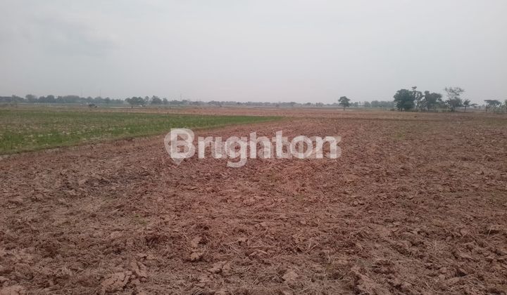 LAHAN/TANAH SAWAH DARAT ZONA INDUSTRI,SERANG BANTEN 1