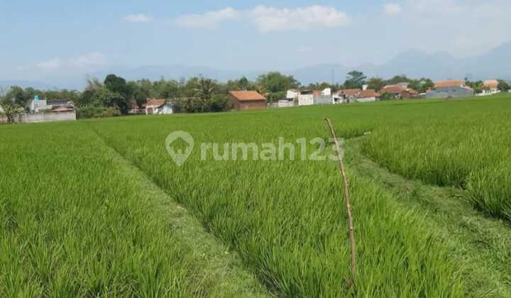 Tanah Sawah 4.079 M² Daerah Jalan Sapan, Ciparay, Bandung