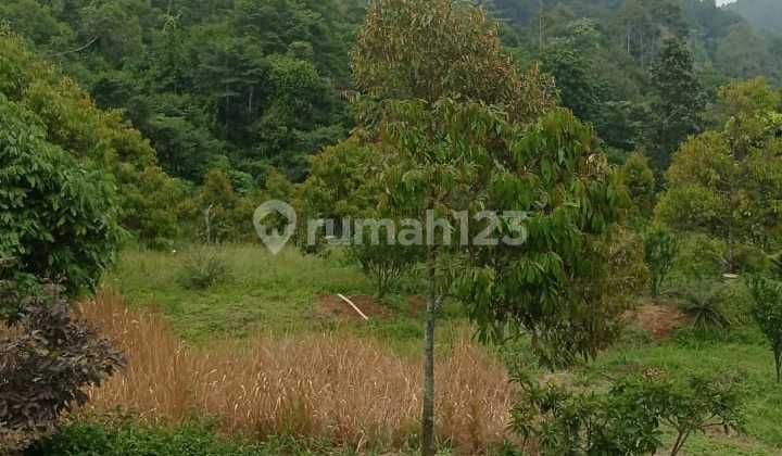 Dijual Tanah 80 Hektar Daerah Subang Beserta Vila Dan Banyak Pohon Buah Durian