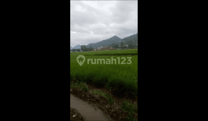 DIJUAL TANAH SAWAH 2 HEKTAR HOOK MAINROAD CIPARAY MAJALAYA 2