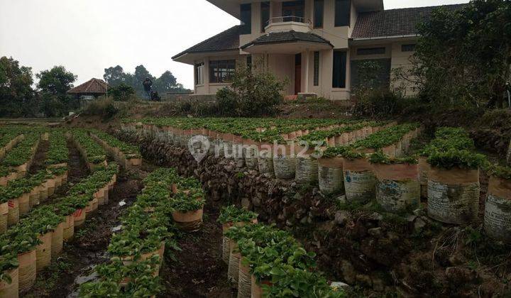 DIJUAL VILA 2 LANTAI 4BR DAERAH CIWIDEY BESERTA KEBUN STRAWBERRY 1