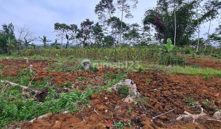 DIJUAL TANAH 1,8 HEKTAR DAERAH SUKABUMI BESERTA 3000 POHON PINUS 1