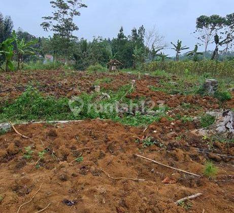 DIJUAL TANAH 1,8 HEKTAR DAERAH SUKABUMI BESERTA 3000 POHON PINUS 2