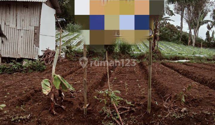Di Jual Tanah Cocok Untuk Cluster Di Cisarua KBB 2