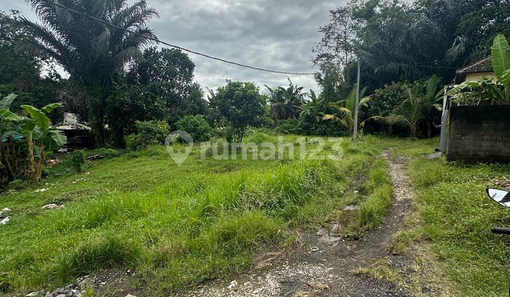 Cheap Land in Abiansemal Near Ubud, Denpasar, and Tabanan