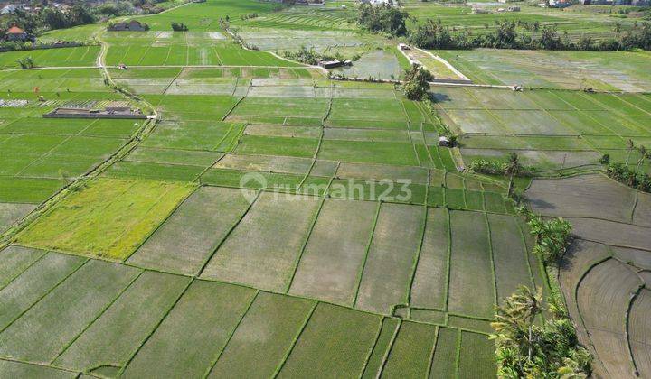 TANAH VIEW SAWAH DEKAT PANTAI PERERENAN CANGGU 2