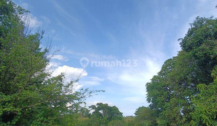 TANAH LOS SUNGAI JUNGLE RICE FIELD VIEW LINGKUNGAN VILLA  1