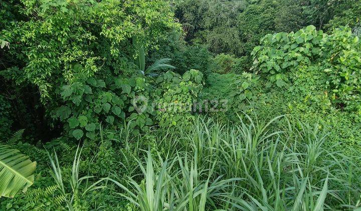 TANAH LOS SUNGAI JUNGLE RICE FIELD VIEW LINGKUNGAN VILLA  2