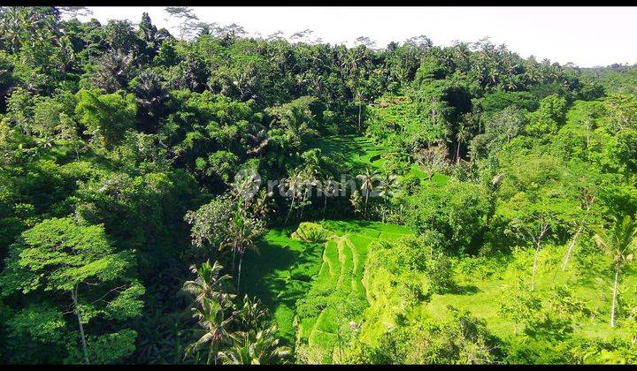 TANAH LOS SUNGAI SAWAH TERASERING COCOK VILLA RENTAL  1