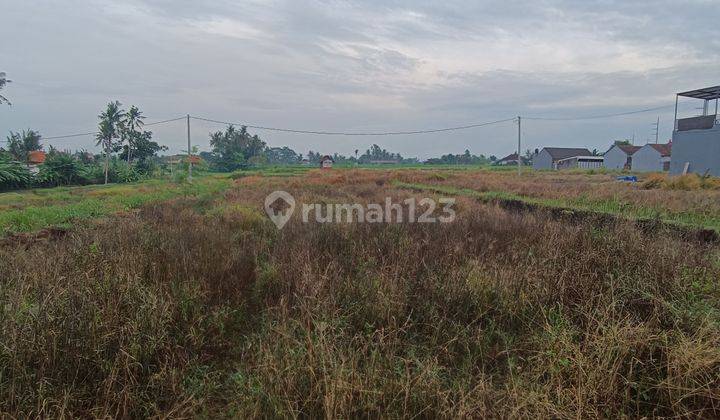 TANAH KAVLING VIEW SAWAH CANTIK DI KETEWEL  1