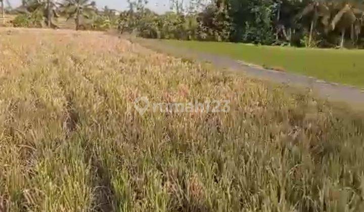 TANAH ZONA KUNING VIEW SAWAH SIAP BANGUN VILLA RENTAL  2