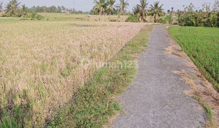 TANAH ZONA KUNING VIEW SAWAH SIAP BANGUN VILLA RENTAL  1