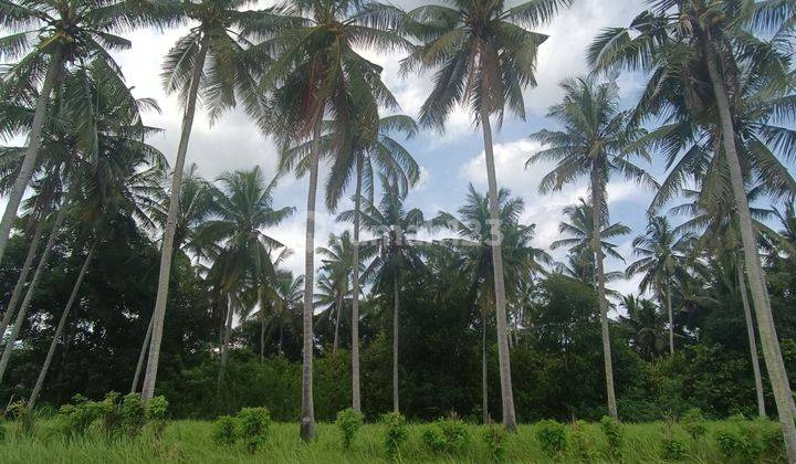 LOTS OF LAND READY TO BUILD JUNGLE VIEW IN LODTUNDUH UBUD  1