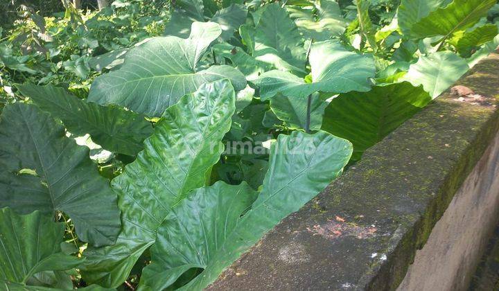 TANAH VIEW HUTAN DAN SUNGAI TERMURAH DI MAS UBUD  1