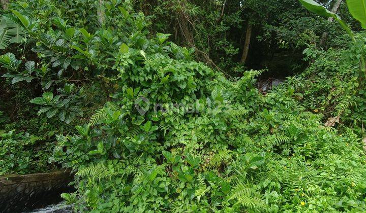 FOREST RIVER VIEW LAND SUITABLE FOR CHEAP PRICE VILLA RENTAL  2