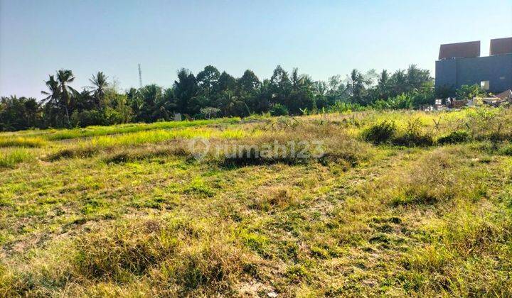 BEAUTIFUL RICE VIEW LAND SUITABLE VILLA RENTAL NEAR UBUD CENTER  1