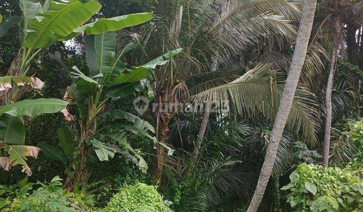 TANAH LOS SUNGAI VIEW JUNGLE SAWAH KEREN HARGA MURAH  1