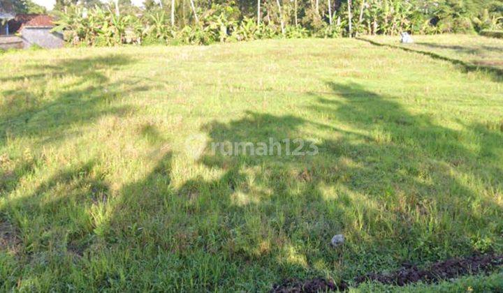 ROADSIDE LAND FOR RENTAL VIEWING RICE FIELDS CHEAP PRICES  1