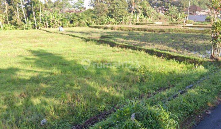 ROADSIDE LAND FOR RENTAL VIEWING RICE FIELDS CHEAP PRICES  2