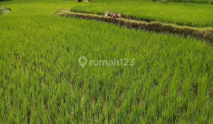 Tanah Pinggir Jalan View Sawah Jungle Keren Cocok Villa  2