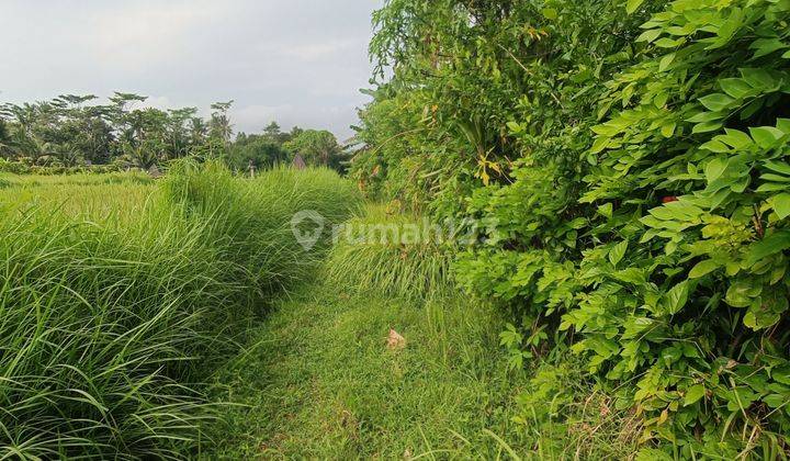 BEAUTIFUL RICE VIEW LAND, YELLOW ZONE READY TO BUILD VILLA RENTAL  1