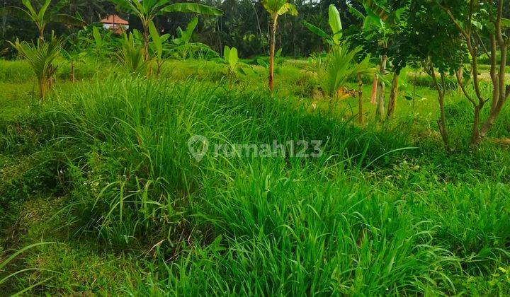 TANAH VIEW SAWAH CANTIK LINGKUNGAN VILLA SIAP BANGUN 2