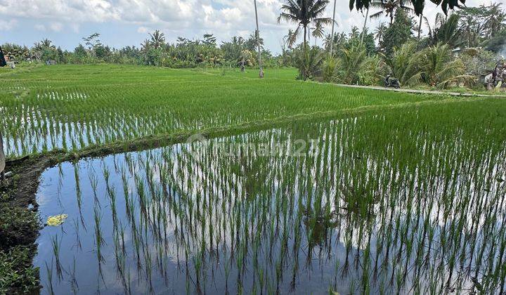 TANAH SEWA VIEW SAWAH SUPER CANTIK COCOK VILLA RENTAL 2