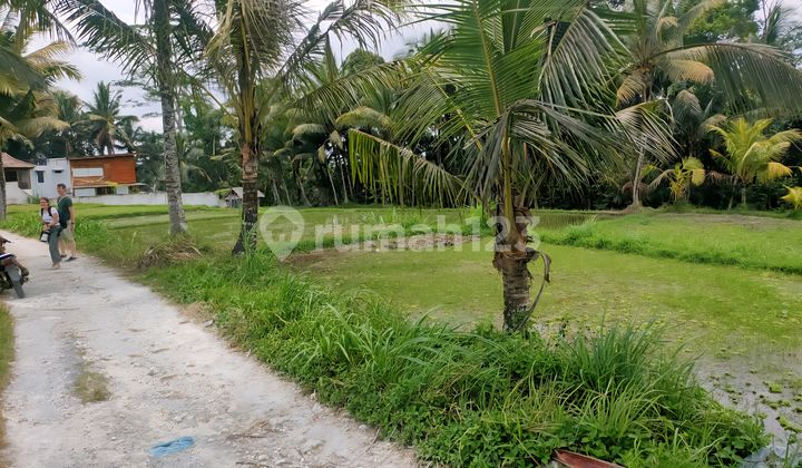 Di Sewakan Tanah Murah Dan Bagus Dikliki Ubud Istimewa Di Sewakan Tanah Murah Dan Bagus Dikliki Ubud Istimewa