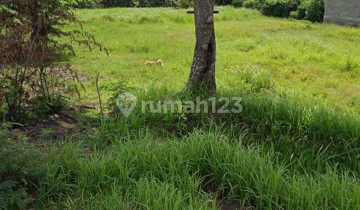 Dijual Tanah Di Area Kaba Kaba Canggu Sangat Bagus Strategis Dijual Tanah Di Area Kaba Kaba Canggu Sangat Bagus Strategis