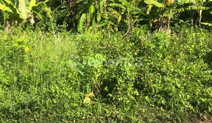 Good Land Can Be Divided Into 2 or 3, Suitable for Rental Villa in Ubud Good Land Can Be Divided Into 2 or 3, Suitable for Rental Villa in Ubud