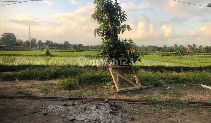 TANAH VIEW SAWAH LINGKUNGAN VILLA DEKAT CENTER UBUD  1