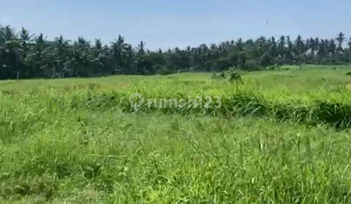 Tanah Zona Kuning View Sawah Bonus Bangunan 3 Kamar  1