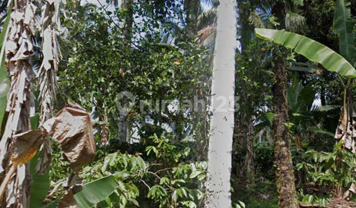 Dijual Tanah Kebun Aktif Murah Di Tabanan Dijual Tanah Kebun Aktif Murah Di Tabanan