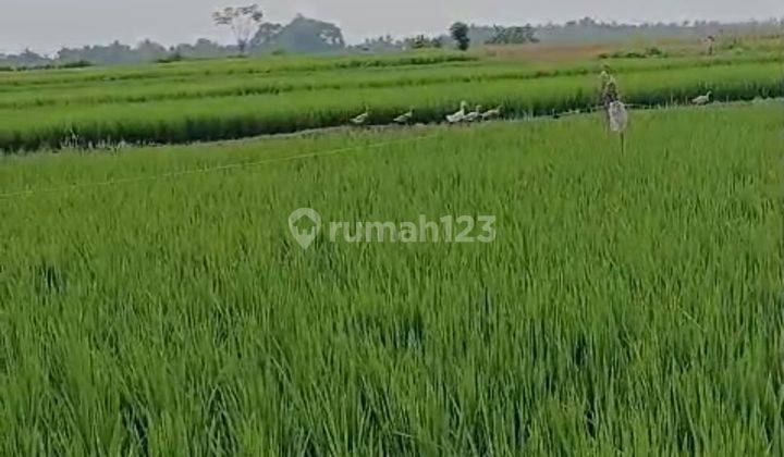 LAND FOR RENT IN YELLOW ZONE WITH COOL RICE FIELD AND SUNRISE VIEW 2