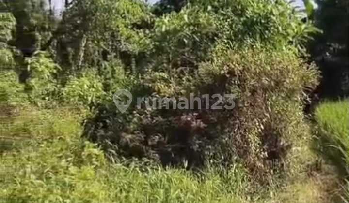 Disewakan Tanah di Area Singakerta Ubud View Alam