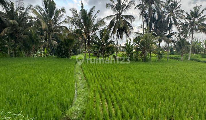 Tanah Depan Hoshinoyan Resort View Sawah Abadi Dan Sunset 2