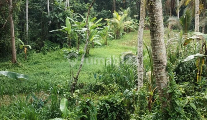 Tanah untuk Villa Resort Los Sungai Hutan Lembah