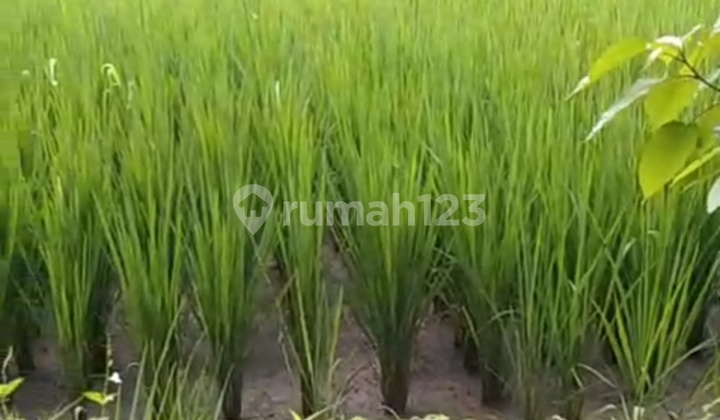 Tanah Sewa Zona Kuning View Sawah Teges Ubud Tanah Sewa Zona Kuning View Sawah Teges Ubud