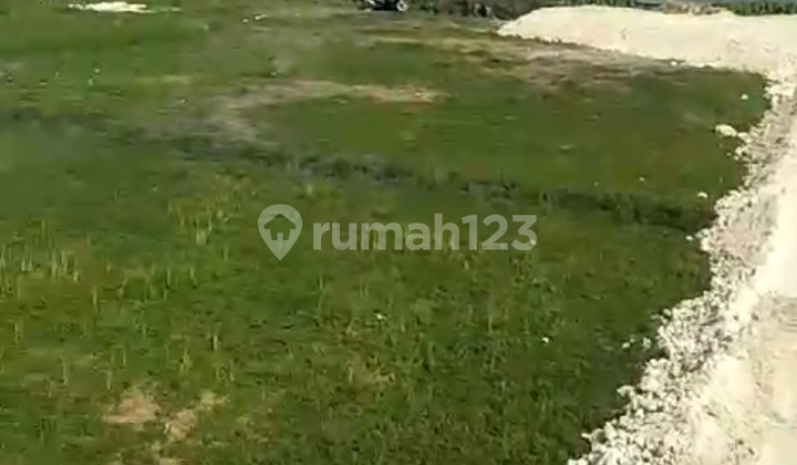 Tanah Murah Di Umalas Bumbak Premium Area Tanah Murah Di Umalas Bumbak Premium Area