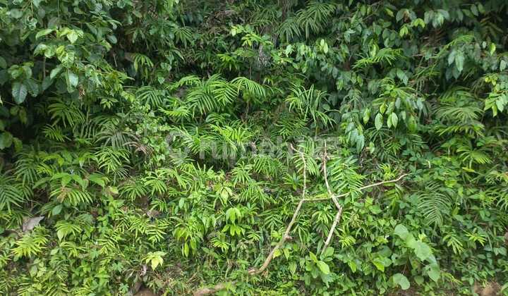 Dijual Tanah Luas Area Lodtunduh Ubud Sangat Strategis Dijual Tanah Luas Area Lodtunduh Ubud Sangat Strategis